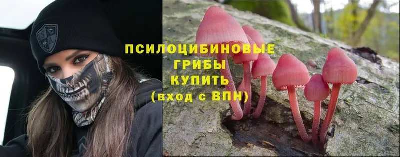 Псилоцибиновые грибы Psilocybine cubensis  дарнет шоп  Каменногорск 